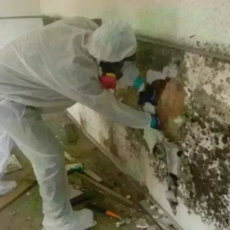 Mold Remediation and Removal in Warrenville, IL